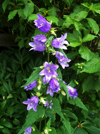 Nettle leaved Bellflower